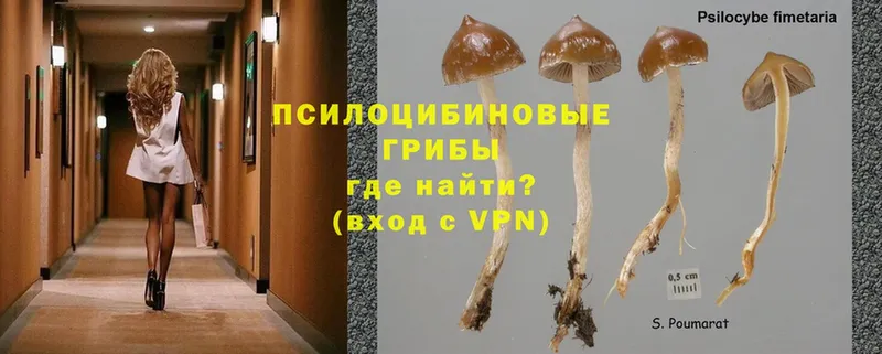 Псилоцибиновые грибы MAGIC MUSHROOMS  Гдов 